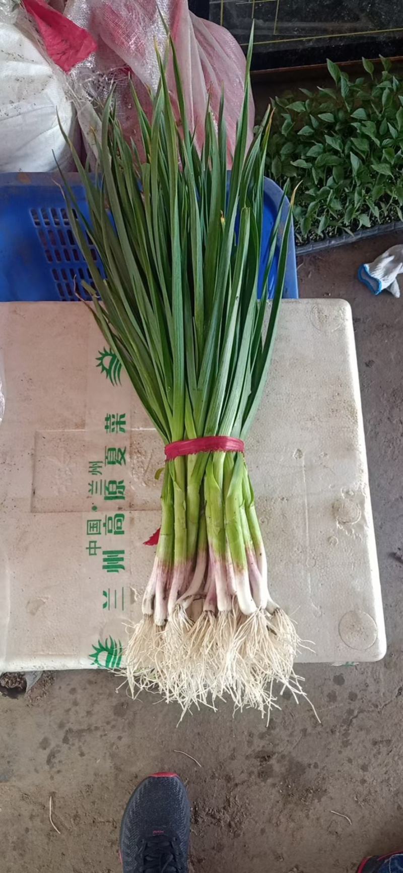 安阳内黄蒜苗大量上市，一手货源，产地直供，量大价优