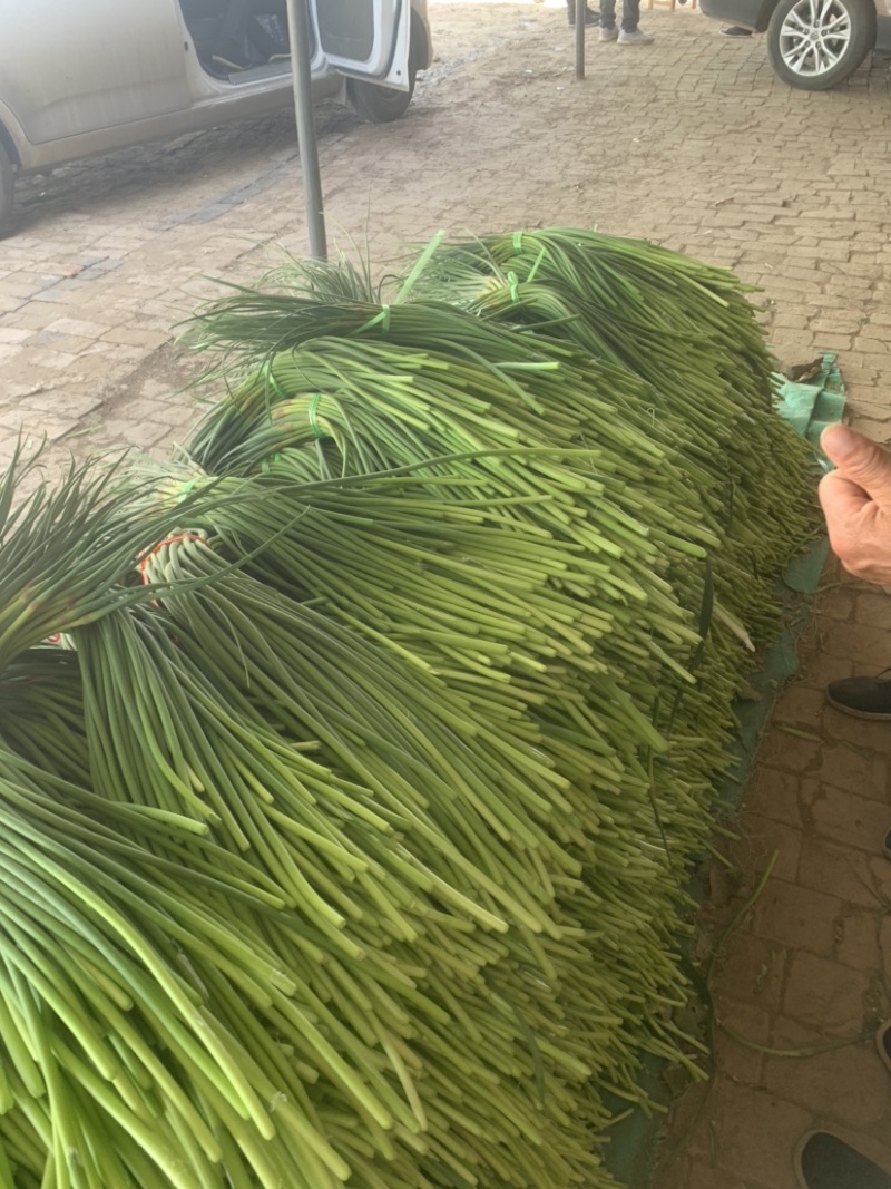大名蒜苔