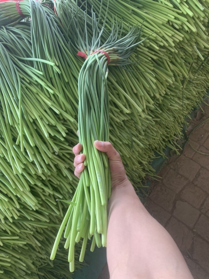 大名蒜苔