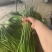 大名蒜苔