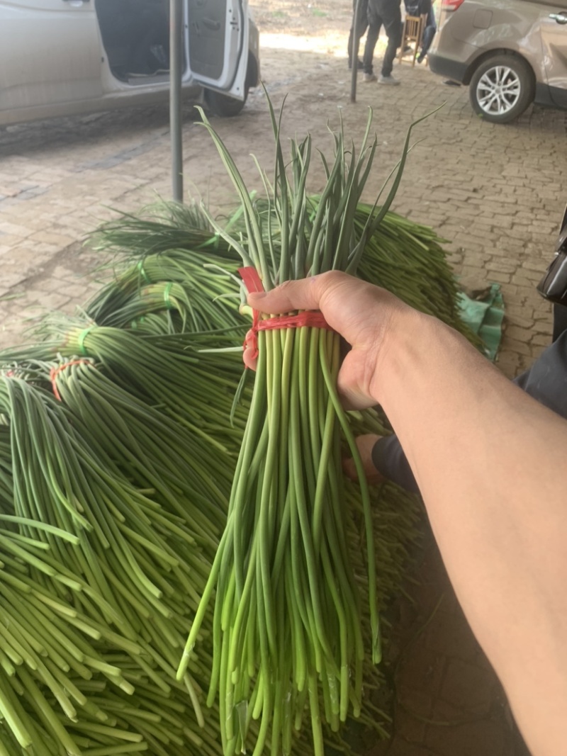 大名蒜苔