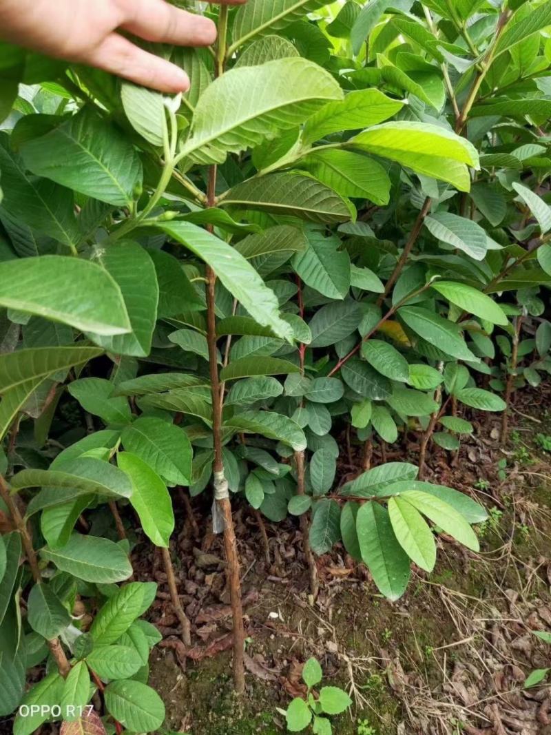 珍珠番石榴苗嫁接苗大果脆甜好吃