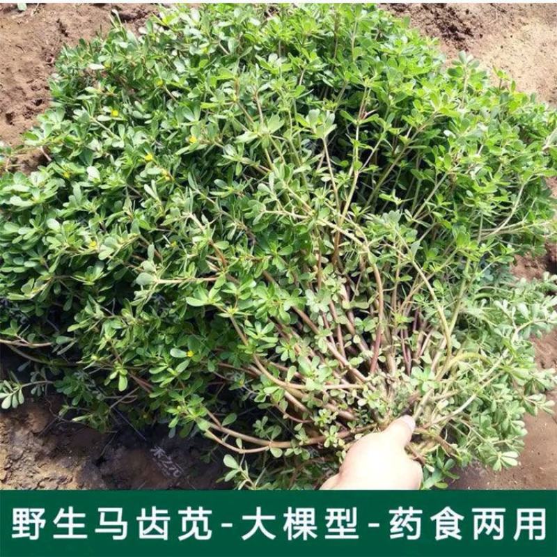 马齿笕种子野菜马齿菜种子食用蔬菜长寿菜可庭院阳台种植