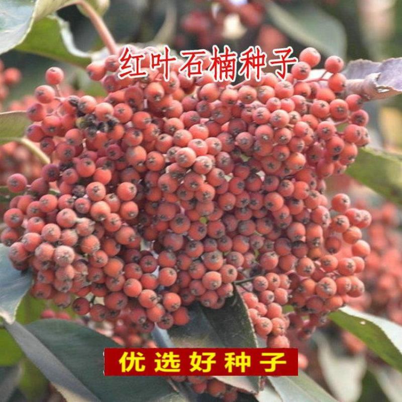 新釆红叶石楠种子四季常青绿化树种子红罗宾火焰红石楠树种子