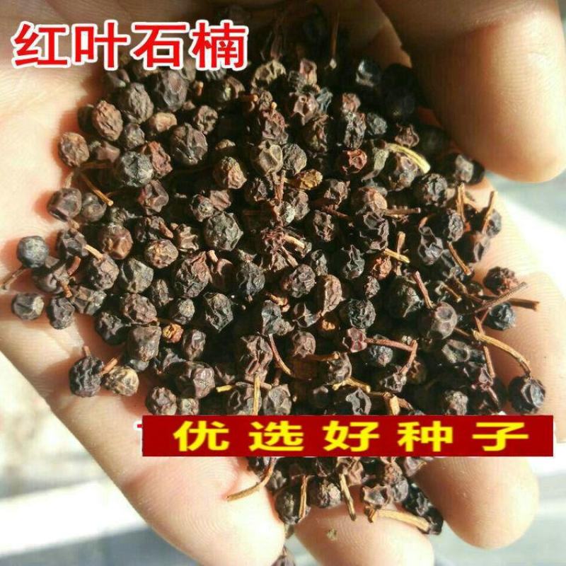 新釆红叶石楠种子四季常青绿化树种子红罗宾火焰红石楠树种子
