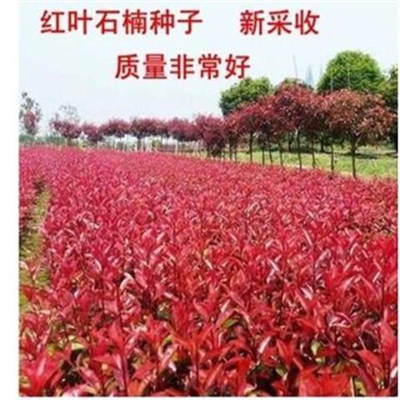 新釆红叶石楠种子四季常青绿化树种子红罗宾火焰红石楠树种子