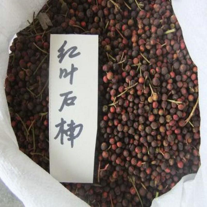 新釆红叶石楠种子四季常青绿化树种子红罗宾火焰红石楠树种子