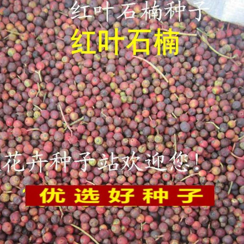 新釆红叶石楠种子四季常青绿化树种子红罗宾火焰红石楠树种子
