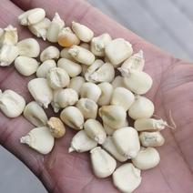2023年新糯玉米干粒大量上市，糯玉米粒，粘玉米干粒