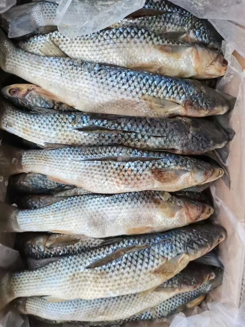 梭鱼，品种齐全，大小规格都有，一件代发，但不包邮