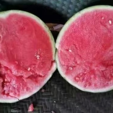 夏邑8424西瓜