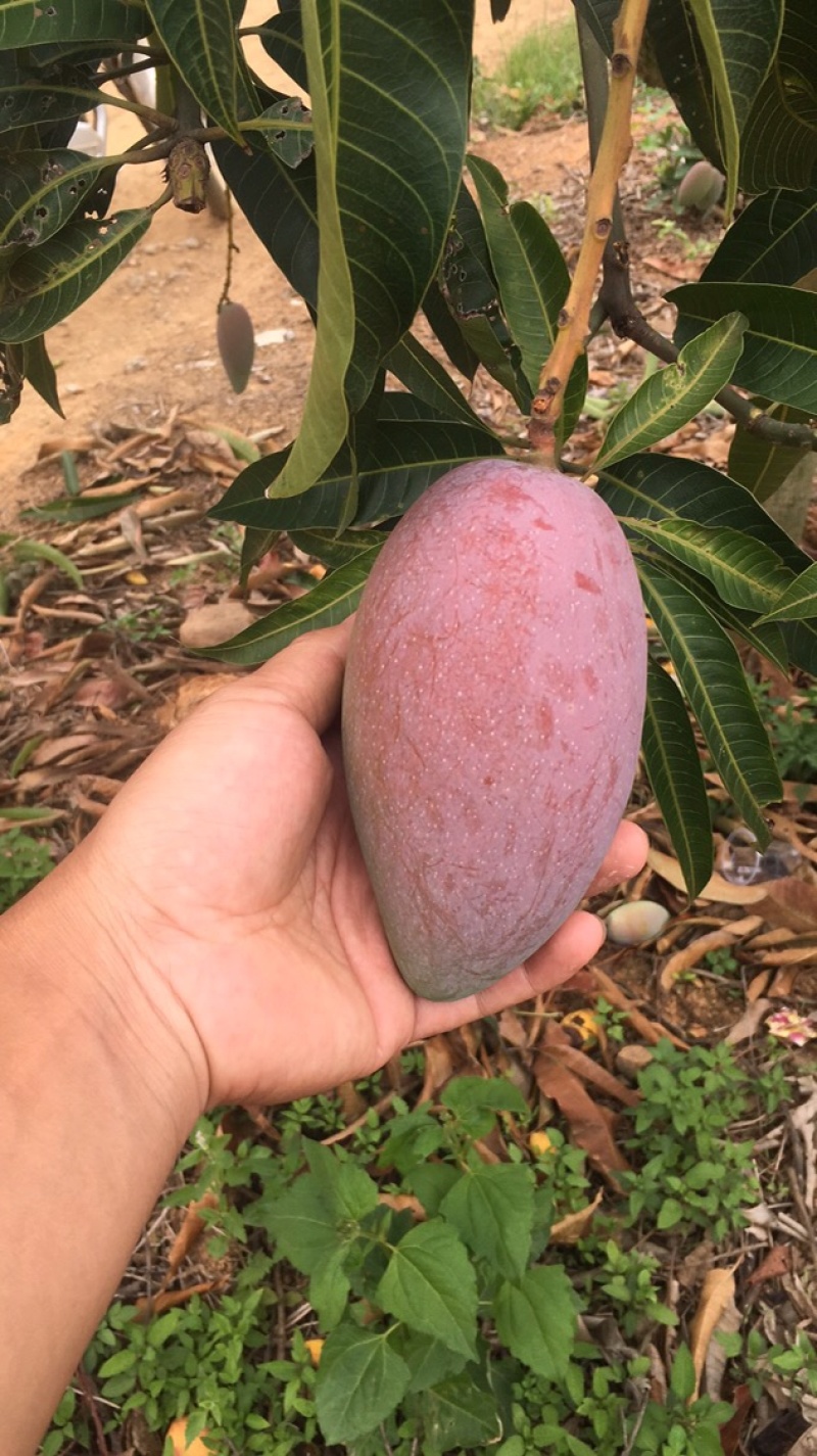 广西贵妃芒大量上市，欢迎各位老板前来咨询