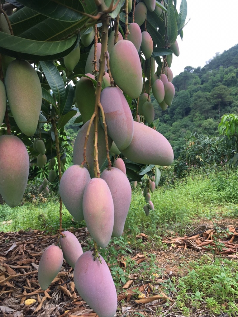 广西贵妃芒大量上市，欢迎各位老板前来咨询