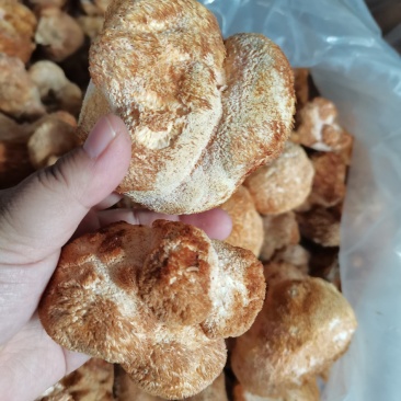 干猴头菇蘑菇东北食用菌干货有机猴头菇绿色双认证