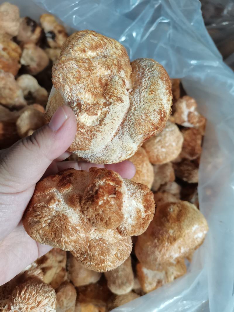 干猴头菇蘑菇东北食用菌干货有机猴头菇绿色双认证