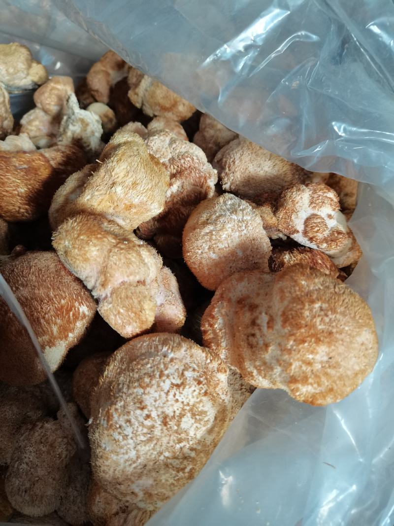 干猴头菇蘑菇东北食用菌干货有机猴头菇绿色双认证