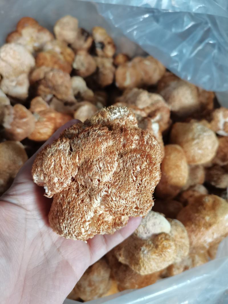 干猴头菇蘑菇东北食用菌干货有机猴头菇绿色双认证