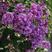 当年新采紫丁香种子紫丁香树种籽紫丁香花种子