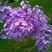 当年新采紫丁香种子紫丁香树种籽紫丁香花种子