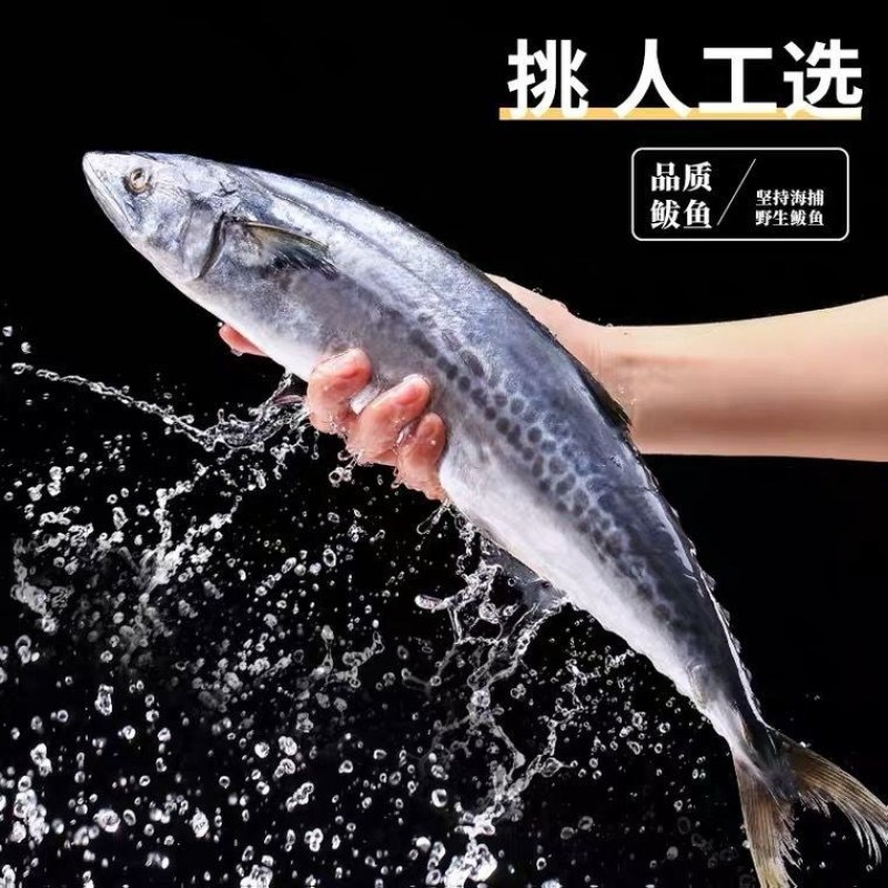 新鲜冷冻鲜活马鲛鱼500-700大马胶鱼大鲅鱼净重16斤
