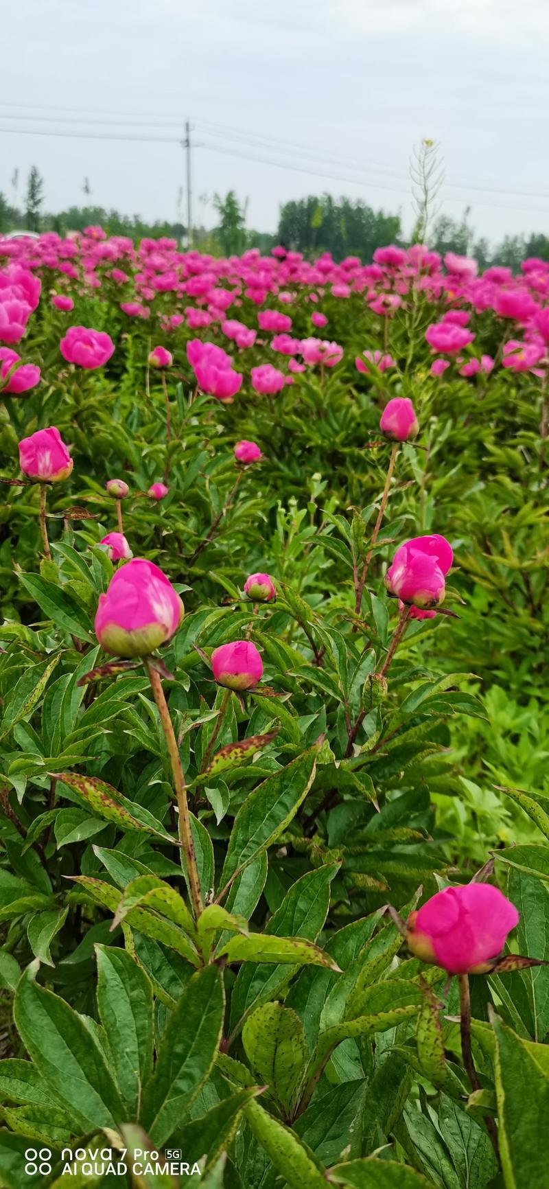 基地芍花花苞室内外室内外盆栽花卉绿植庭院阳台植物