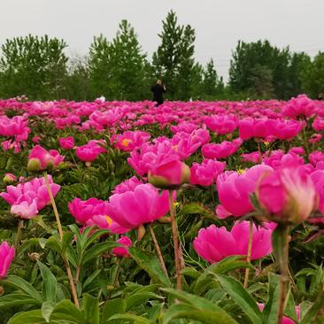 基地芍花花苞室内外室内外盆栽花卉绿植庭院阳台植物