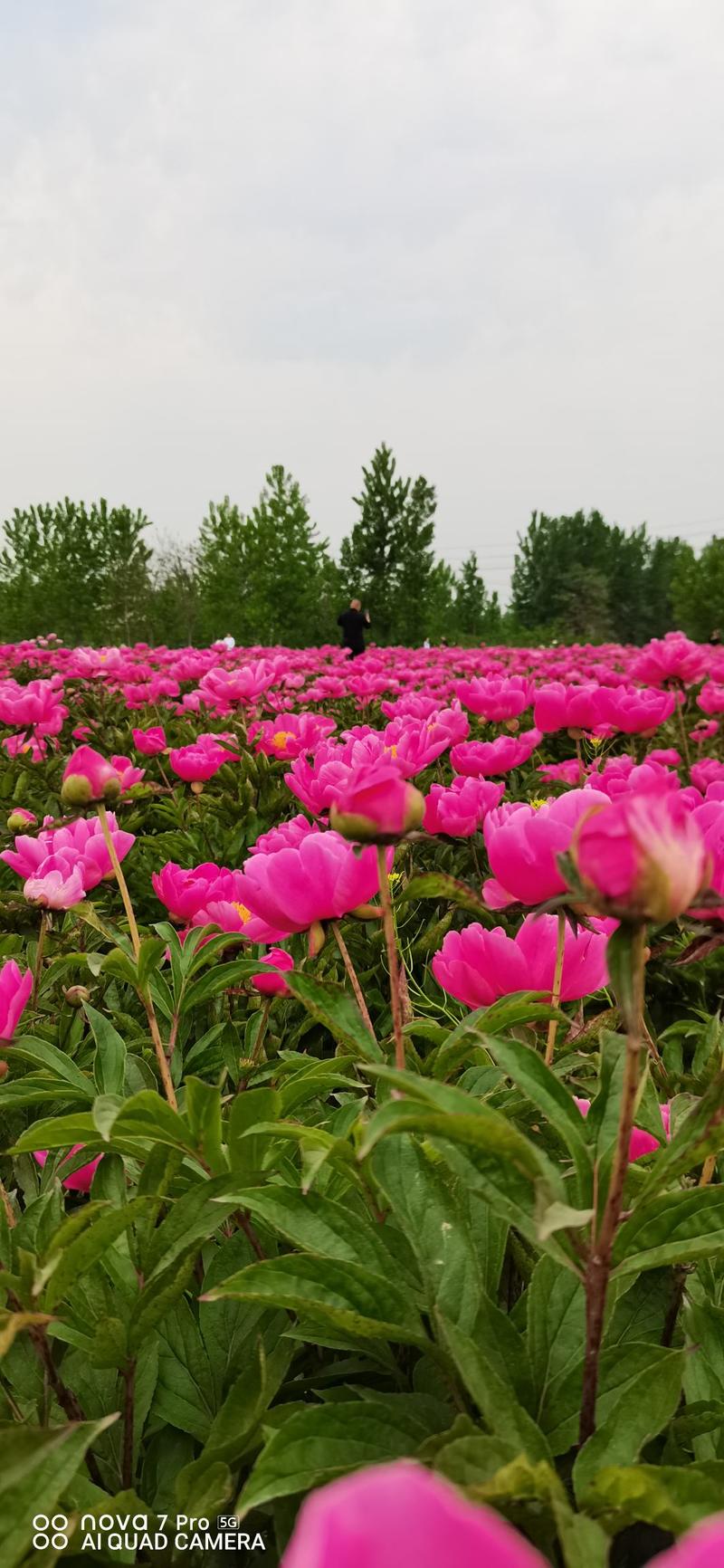 基地芍花花苞室内外室内外盆栽花卉绿植庭院阳台植物