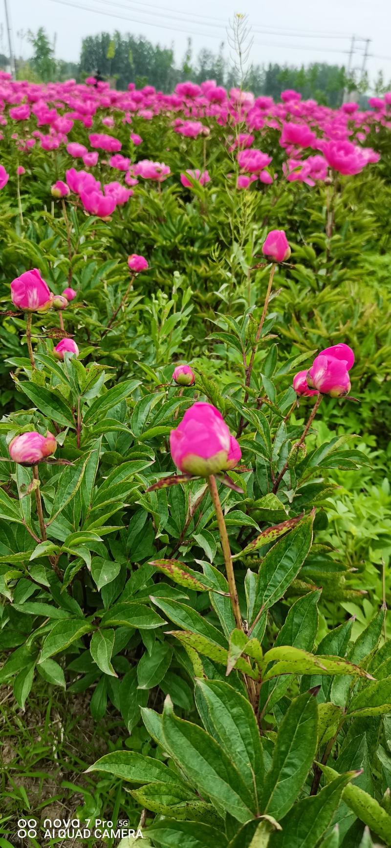 基地芍花花苞室内外室内外盆栽花卉绿植庭院阳台植物