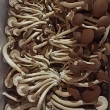 新鲜茶树菇