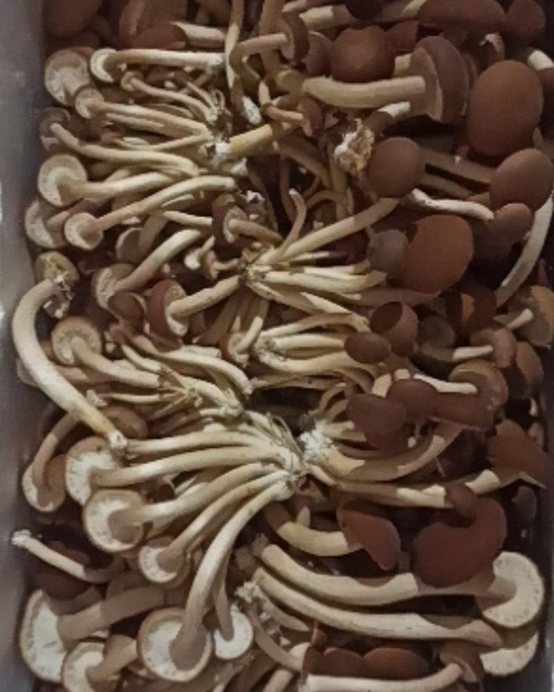 新鲜茶树菇