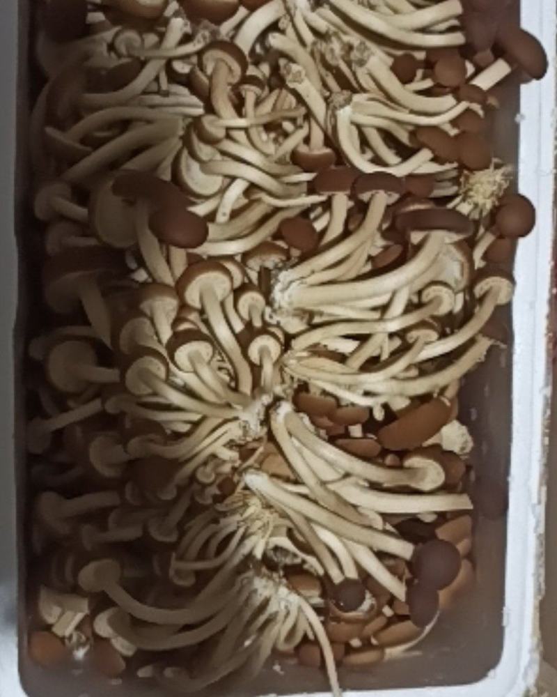 新鲜茶树菇