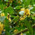 桂花种子金桂沉香八月桂花树种子桂花种籽四季盆栽阳台花