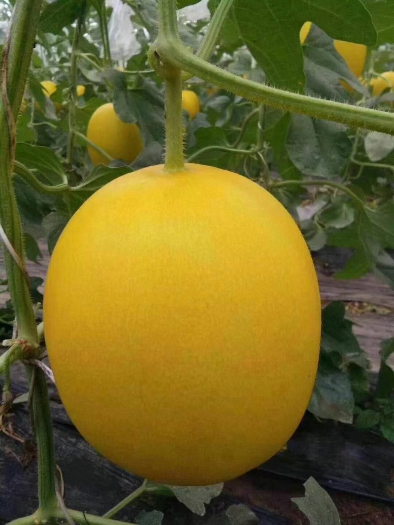 各种瓜果