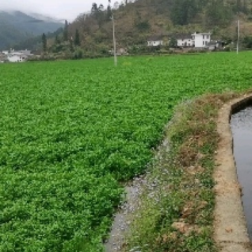 高山无公害西洋菜