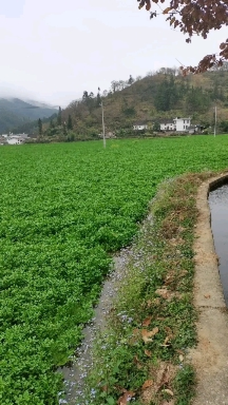 高山无公害西洋菜