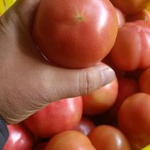 三原鲁桥硬粉西红柿上市。卡二起步，果型饱满。欢迎来电咨询
