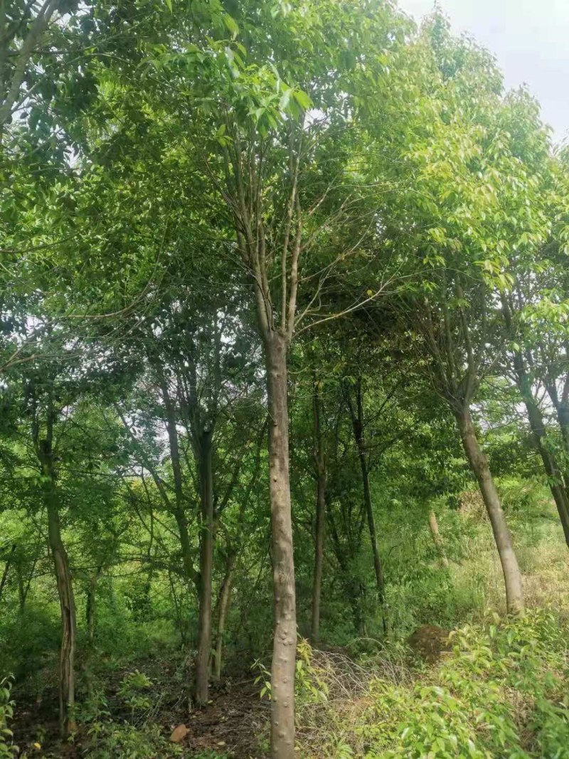 红果冬青湖北红果冬青大量供应