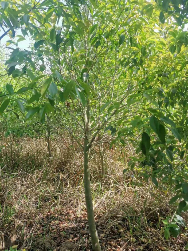 红果冬青湖北红果冬青大量供应