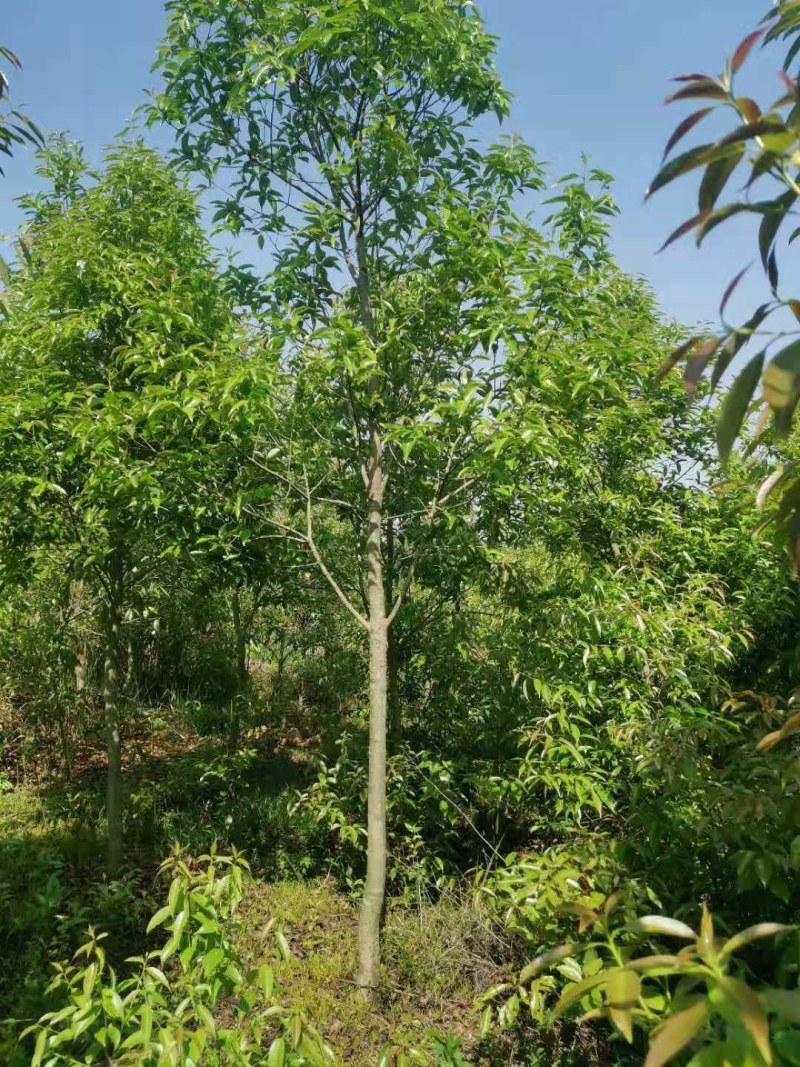 红果冬青湖北红果冬青大量供应