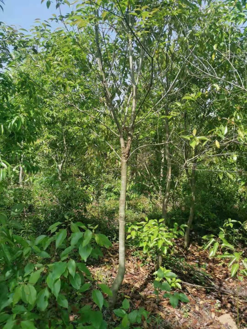 红果冬青湖北红果冬青大量供应