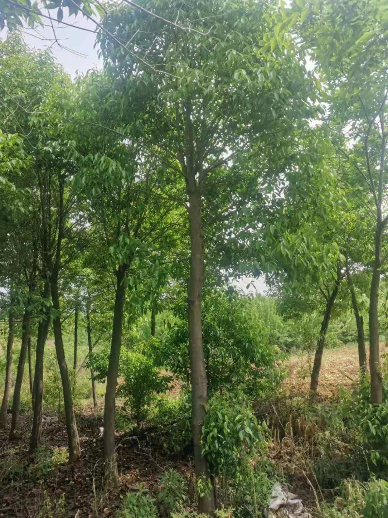 红果冬青湖北红果冬青大量供应