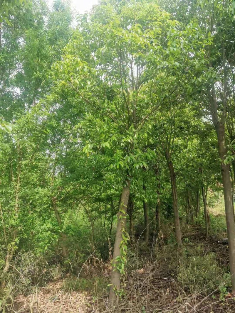 红果冬青湖北红果冬青大量供应