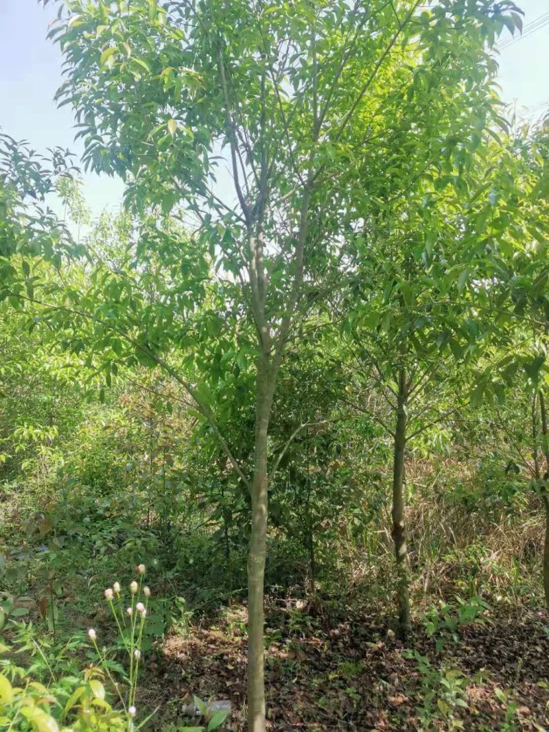 红果冬青湖北红果冬青大量供应