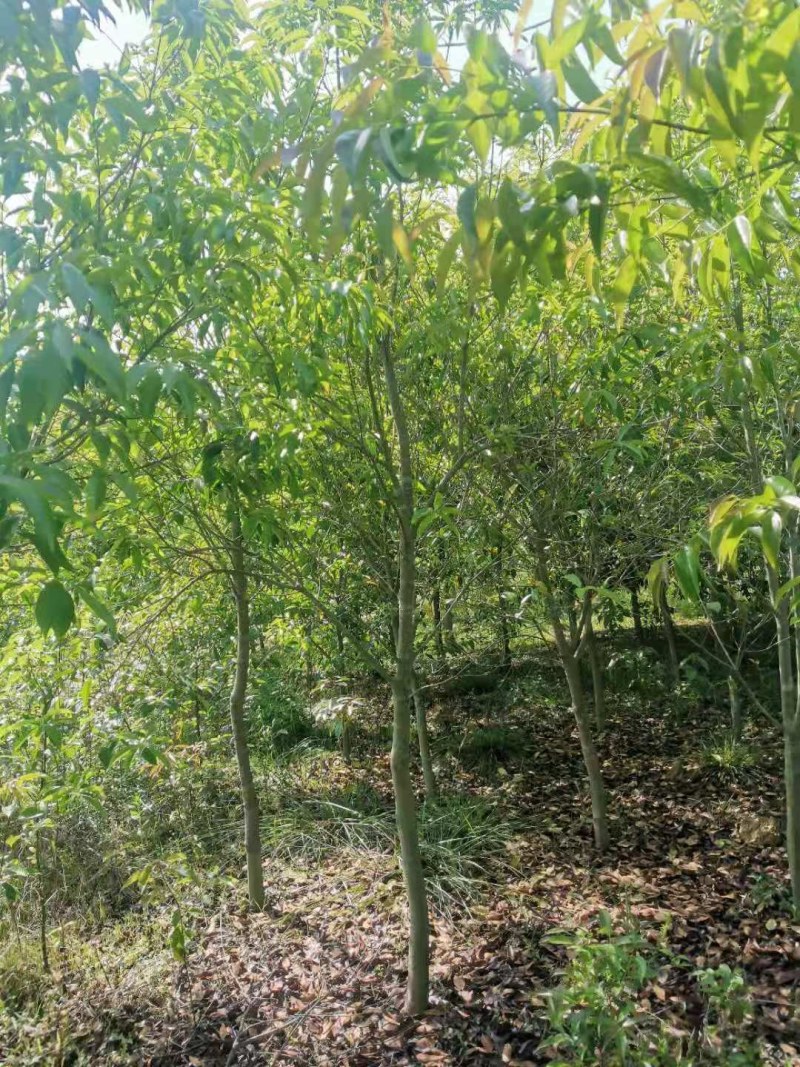 红果冬青湖北红果冬青大量供应