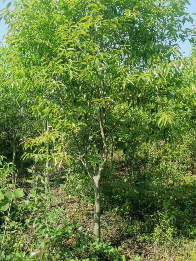 红果冬青湖北红果冬青大量供应