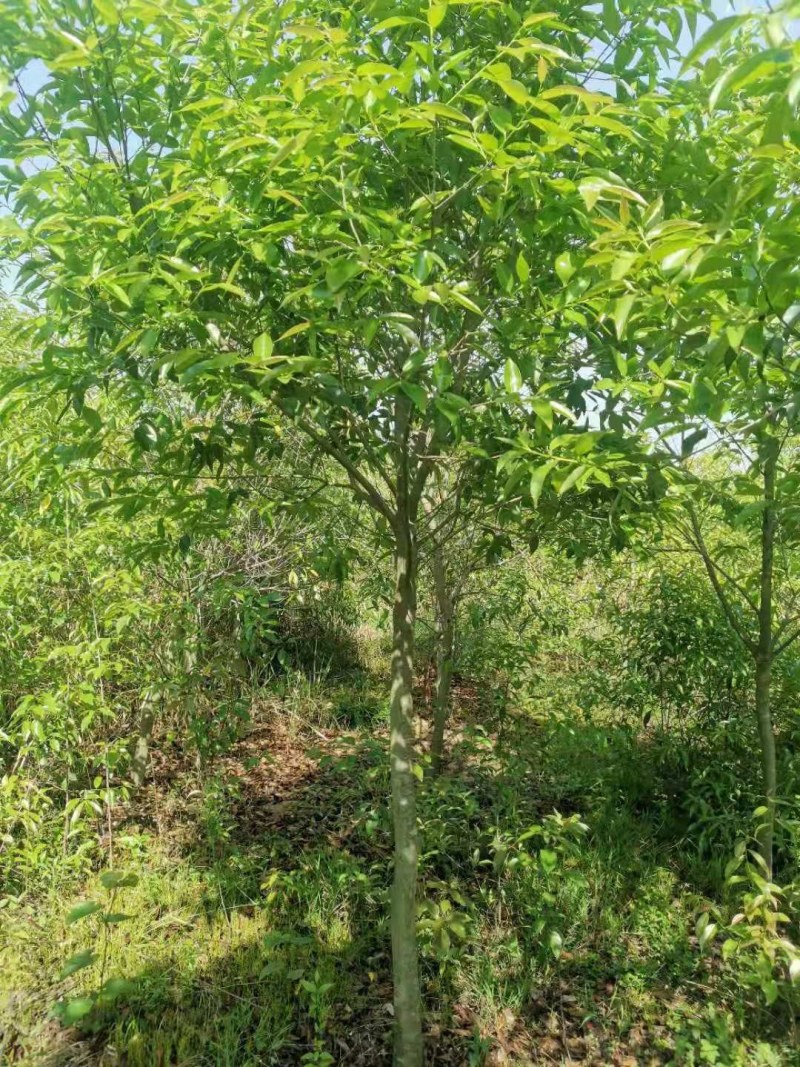 红果冬青湖北红果冬青大量供应