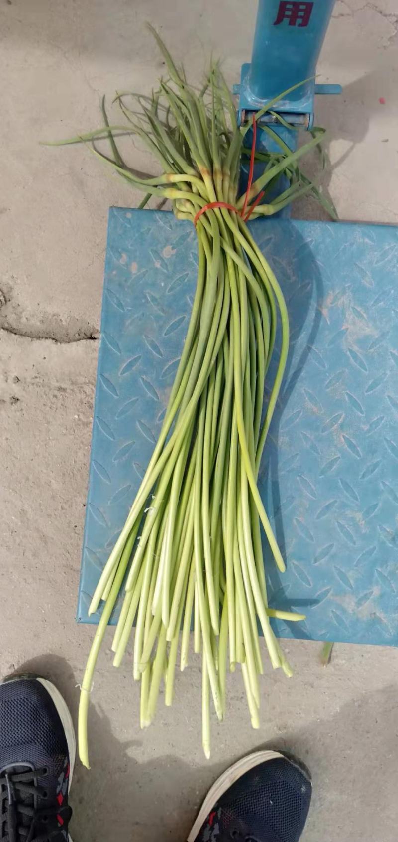 蒜苔