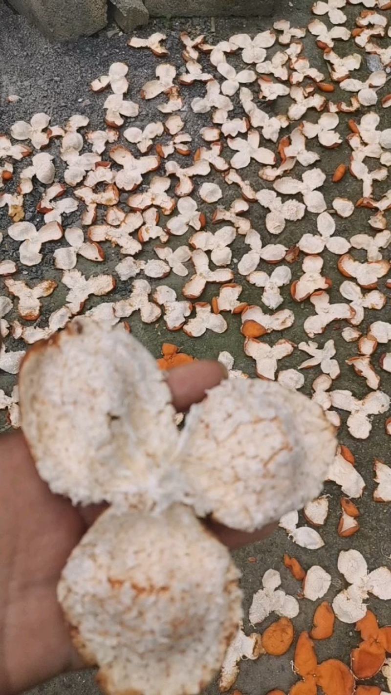 湘西高山老树陈皮柑可以中药也可以入茶饮品