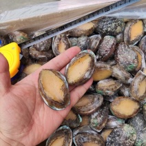 小鲍鱼。爽脆香甜口感饱满回味无穷