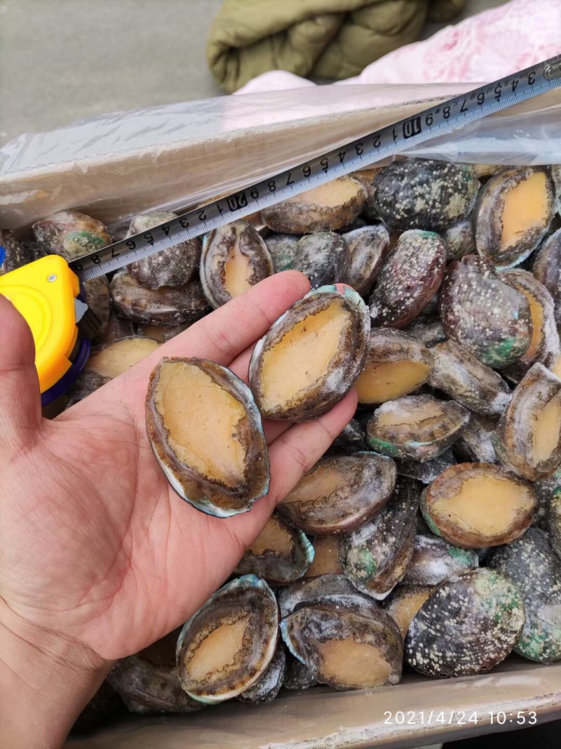 小鲍鱼。爽脆香甜口感饱满回味无穷
